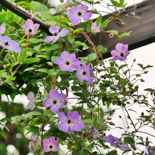 虹越】铁线莲盆栽苗 花墙花柱系列 庭院阳台爬藤花卉植物 黎明的天空