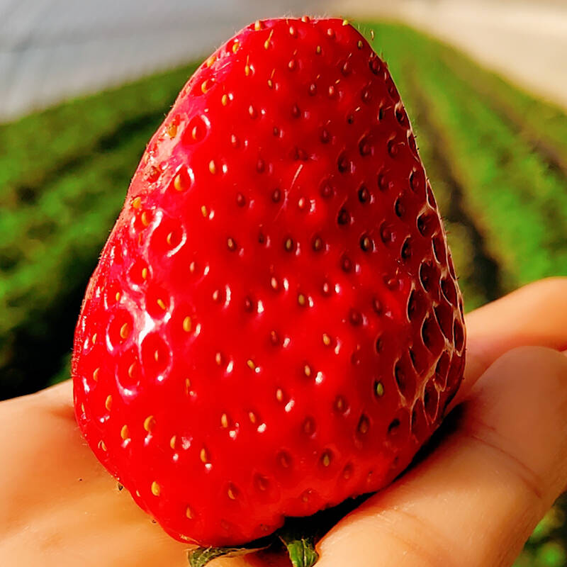 休鲜酷 不打农药草莓