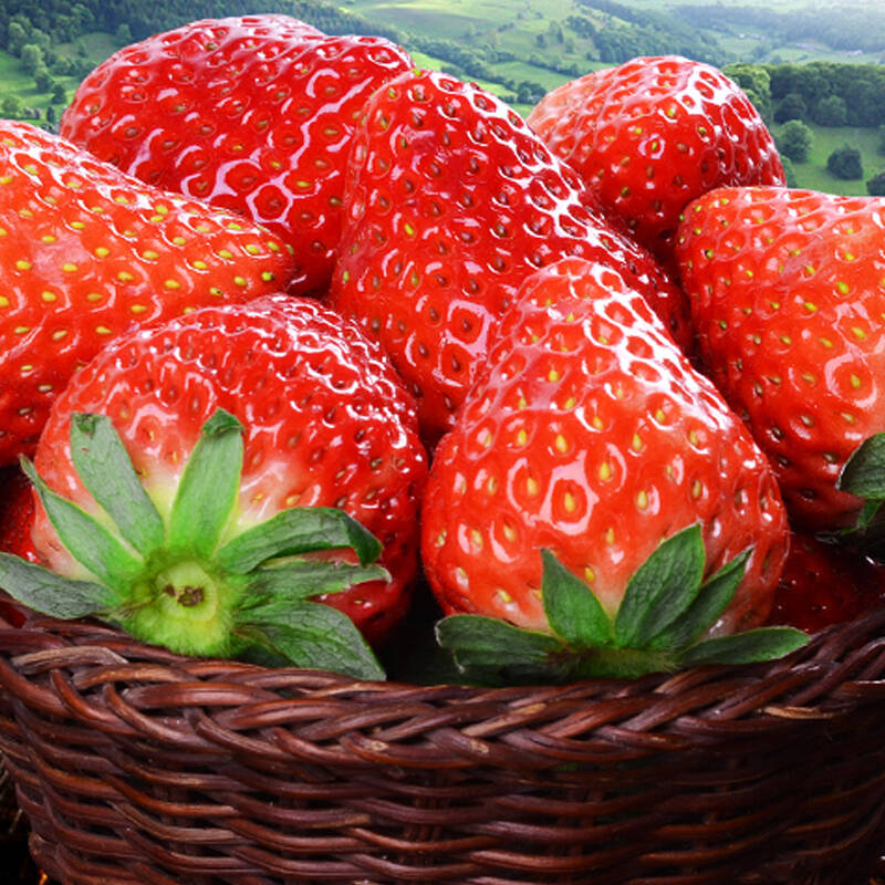 京觅 红颜奶油草莓