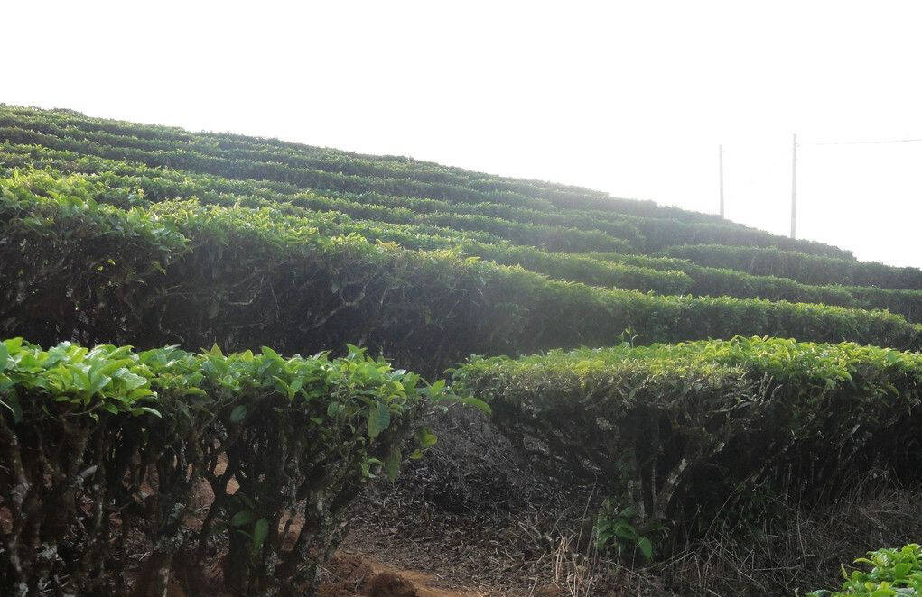 喝普洱茶的人都得了这几种病，别