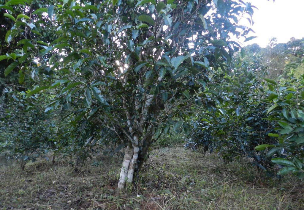 不同树龄的古树茶口感有什么差别