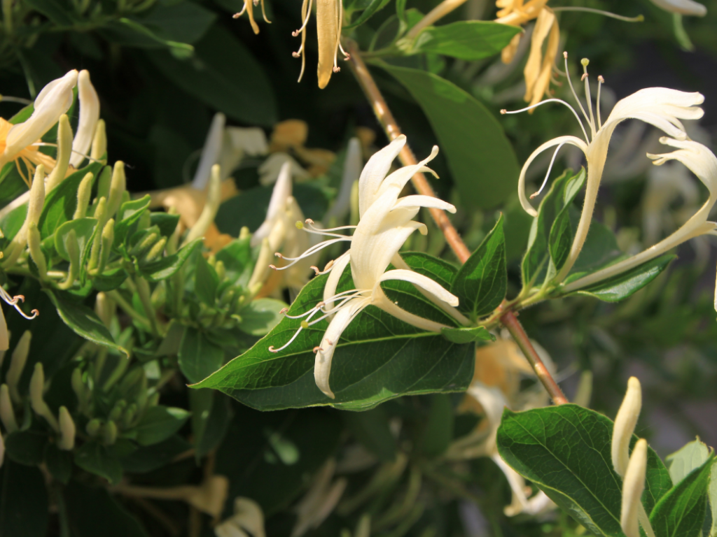 您知道怎样泡好一杯祛痘忍冬茶？