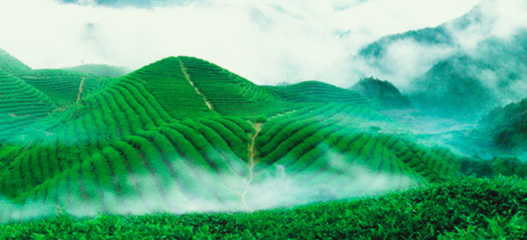 天渐寒冬将至，一壶温茶暖人心，