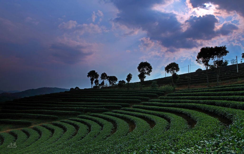 泡茶是学问，敬茶是修养，存茶是