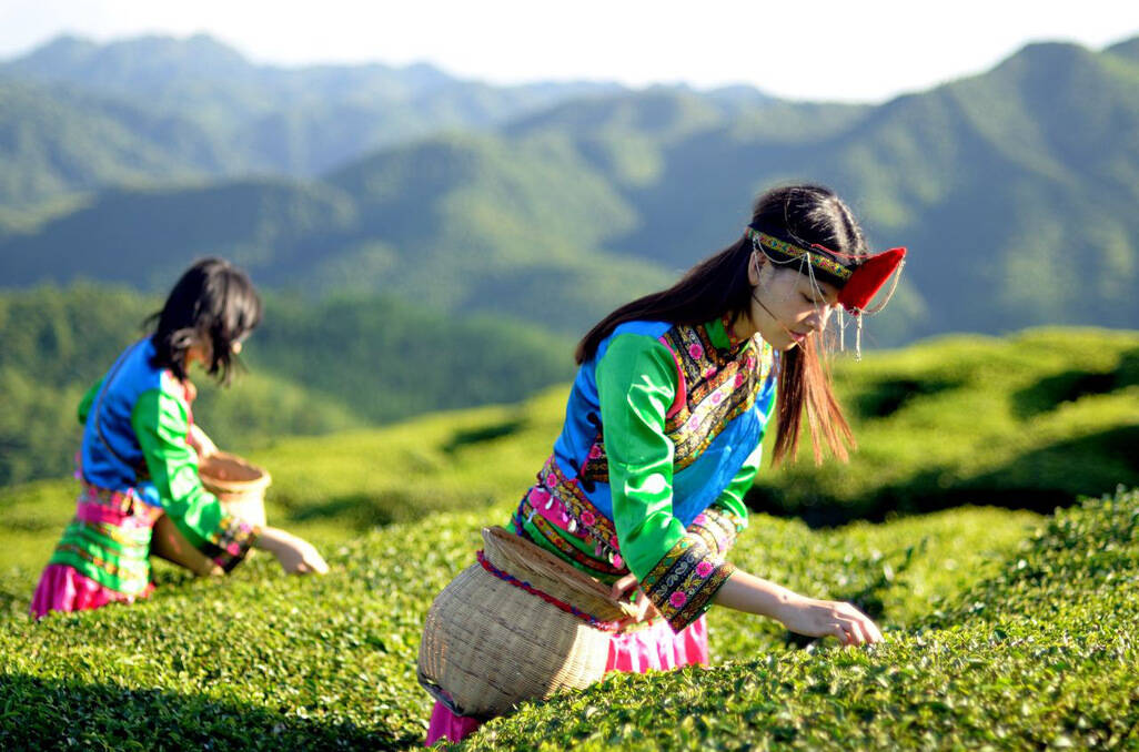 半年减38公斤的乌龙茶怎么选，