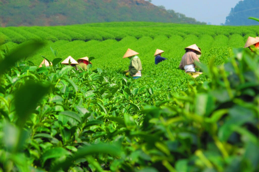 阿伟讲茶-中国茶区分布-江北茶