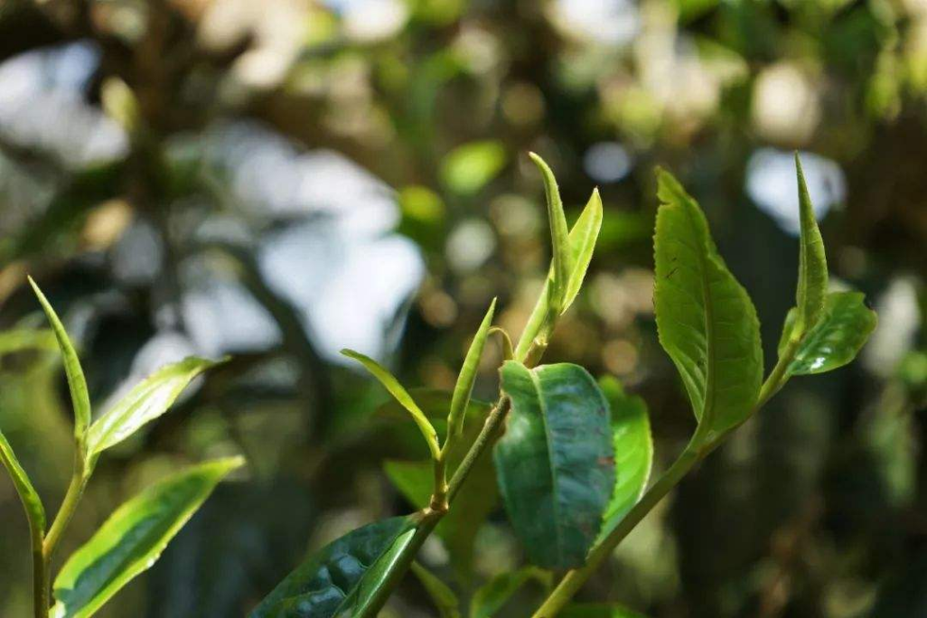 古樹茶僅在以雲南古六大茶山茶區有古樹群落，故而産量