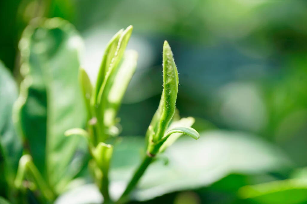 给长辈送的茶叶，当然要选高品质