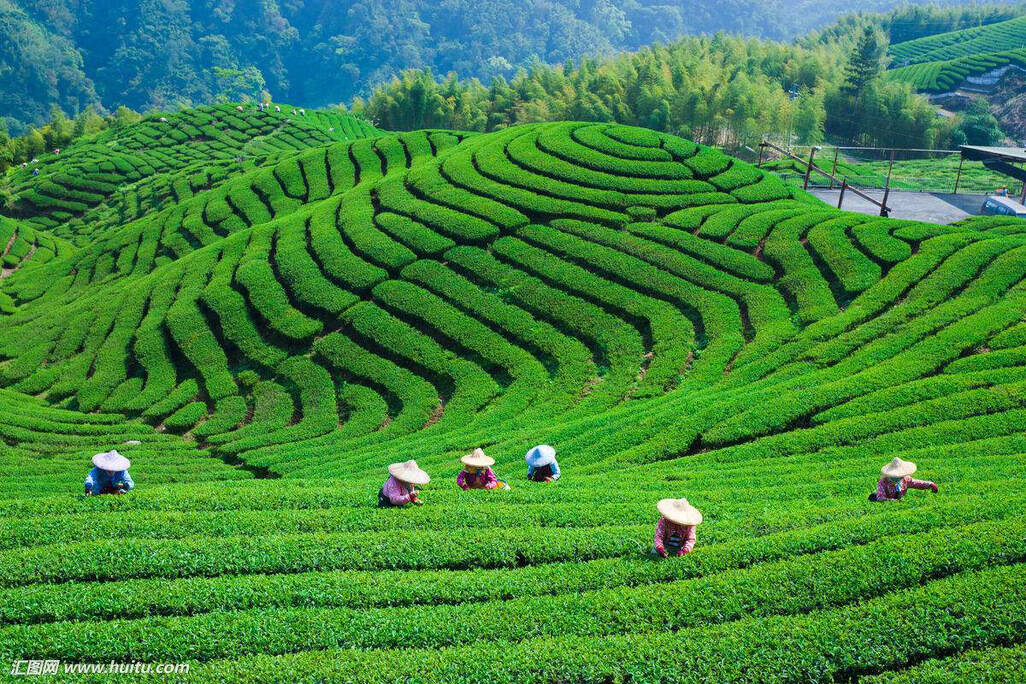 半年减38公斤的乌龙茶怎么选，