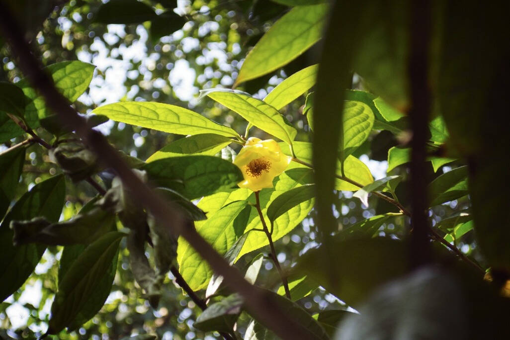 原来被誉为“茶族皇后”的金花茶