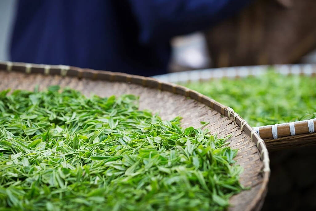 绿茶，是我国六大茶类中，产量和成交量最大的种类。因