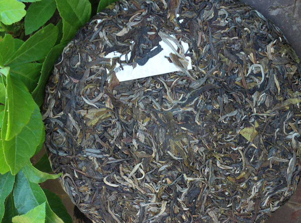 普洱生茶,古树茶,山野气,如何