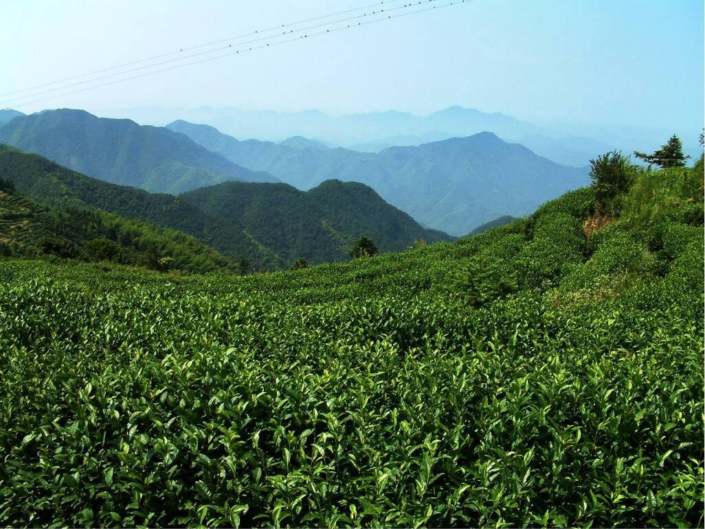 高山云雾中孕育出喝豆浆长大的茶