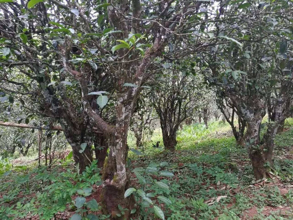不同树龄的古树茶口感有什么差别