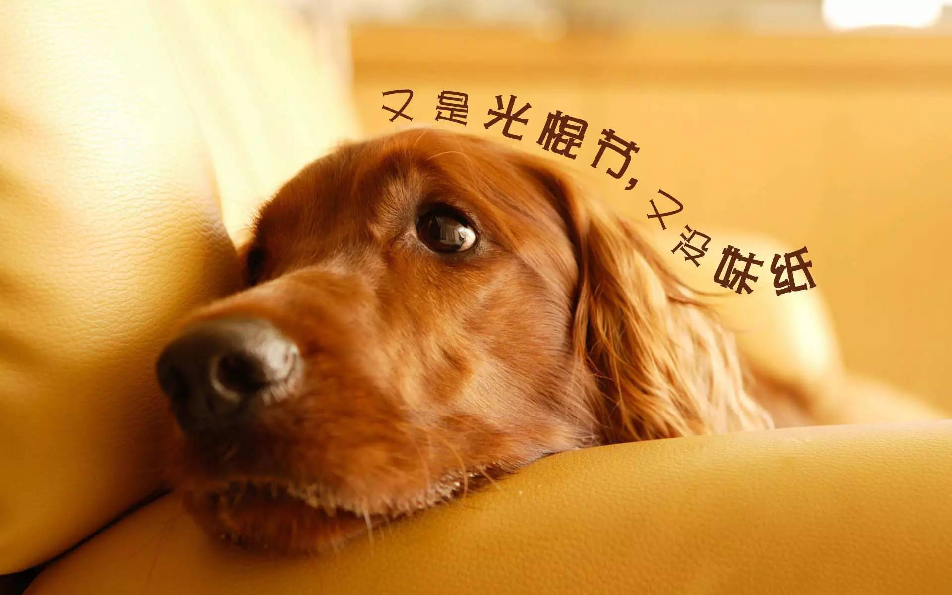 get撩妹新技能,你需要这些神器