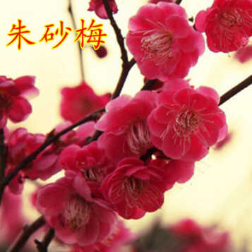 梅花- 商品搜索 - 京东