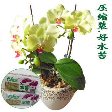 苔藓 兰花无土栽培介质 保湿用 蝴蝶兰用土干苔鲜 多肉植物通用 水苔