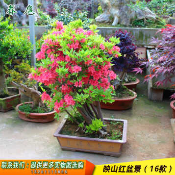 映山红盆景 杜鹃花盆景 映山红 绮丽多姿 萌发力强 耐修剪 根桩奇特