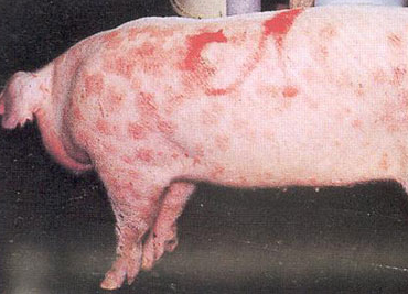 养猪人—渗出性皮炎和猪丹毒这两种猪病的诊断治疗