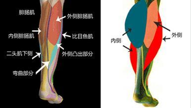 不能只在意腓肠肌也是就小腿最大的肌群,小腿的比目鱼肌以及在前部的