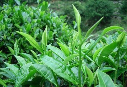 所谓艳茶是由处女和清明雨前的茶