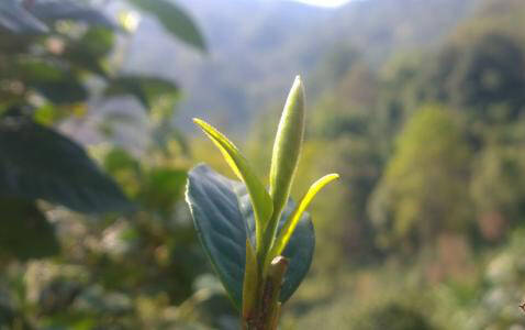 喝普洱茶,老海塘见花香见老道。