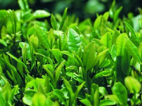 信阳毛尖属绿茶类，有“绿茶之王”的美誉，系中国十大
