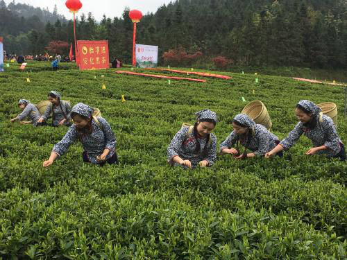 刮油神器! 探讨安化黑茶对女孩