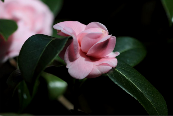 玩转山茶花，扒皮其中的护肤小秘