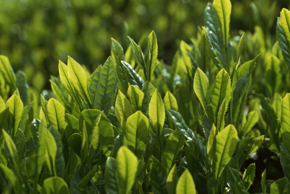 新茶客最羡慕老茶客的一件事，莫过于老茶客们以茶养茶