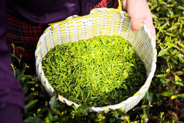 茶叶的变质现在对于大多数人来说都是一个比较头疼的事