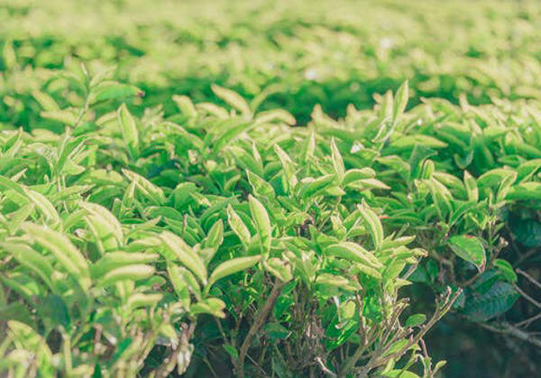 静谧午后阳光正好，品一铭香茶度