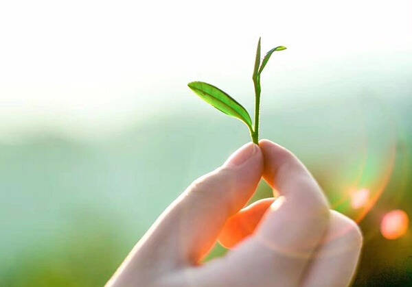 青源茗茶只应天上有 ，人间哪得