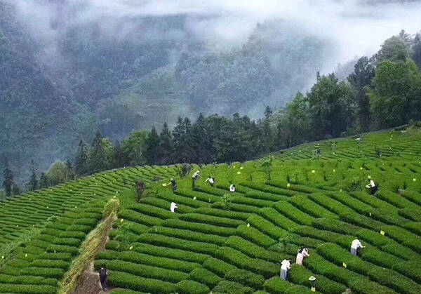 青源茗茶只应天上有 ，人间哪得