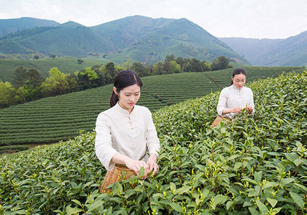 茶中贵族，你所不了解的白茶之前