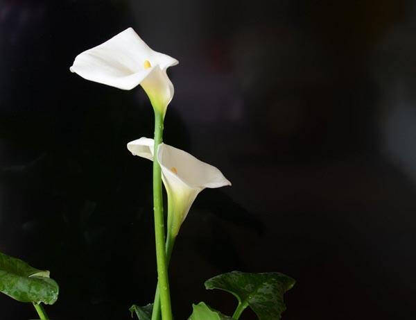 10,calla lily,马蹄莲,正名是zantedeschia aethiopica.