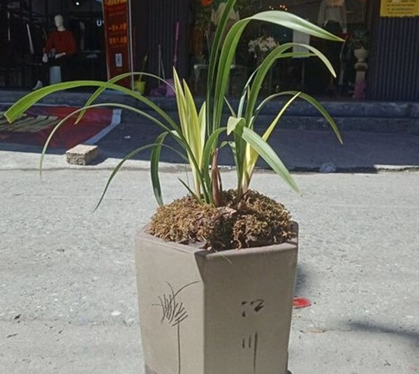 新入手的兰花,按"流程"走,服盆生根快