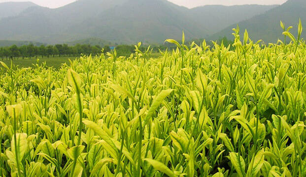 白茶越陈越香,年份宝,安吉白茶