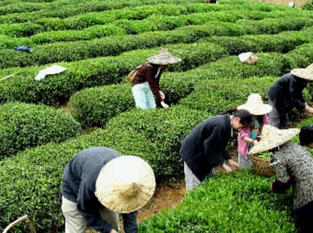 　喝茶是一种上瘾，但这种成瘾与其他成瘾不同。这种成