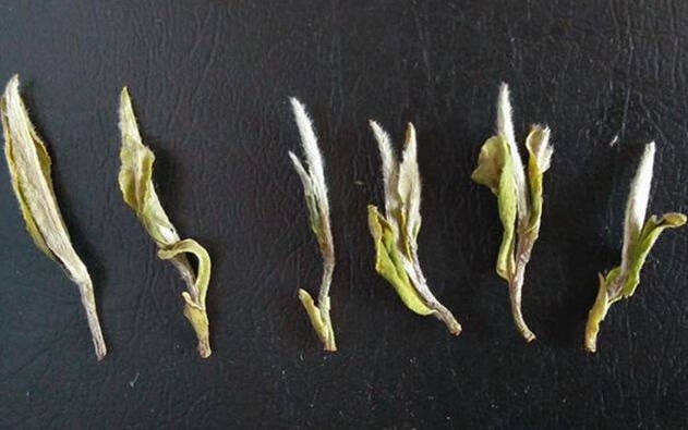 老白茶既是储存多年的白茶，在这寄存的过程中，茶叶内