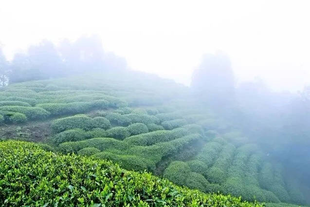 白茶：干净是好的品质
