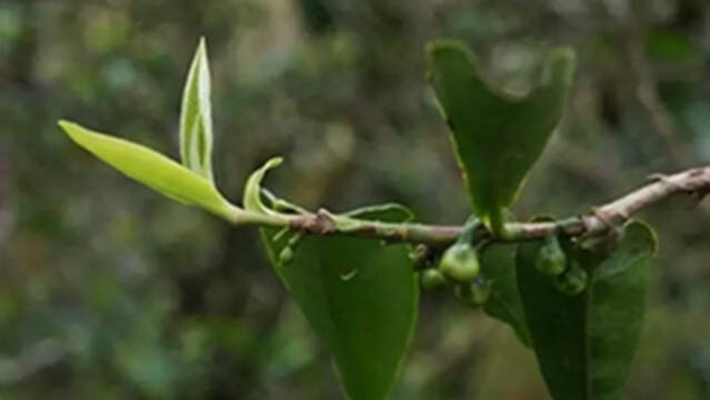 普洱茶的价格，主要由这10个因