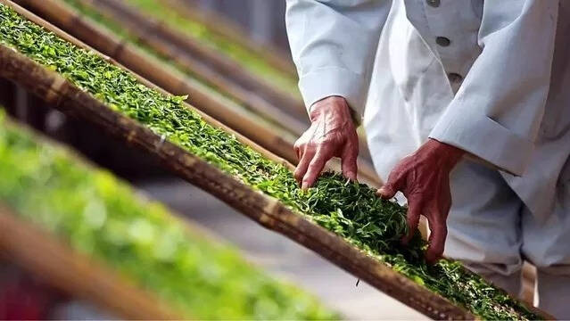 白茶：干净是好的品质