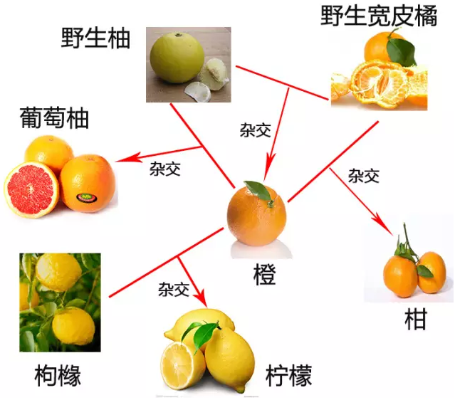 柑橘属的水果们几乎把每一种可以杂交的方式都尝试过了,所以才会有