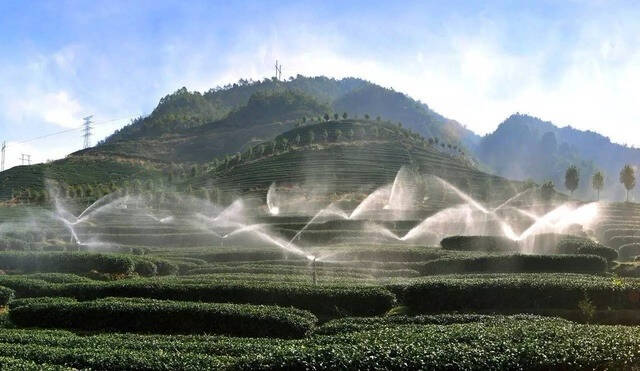 高山云雾中孕育出喝豆浆长大的茶
