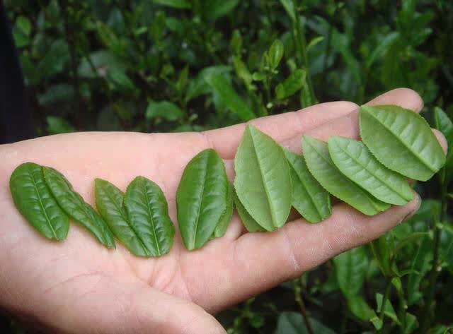 中国传统十大名茶,少喝一种都不