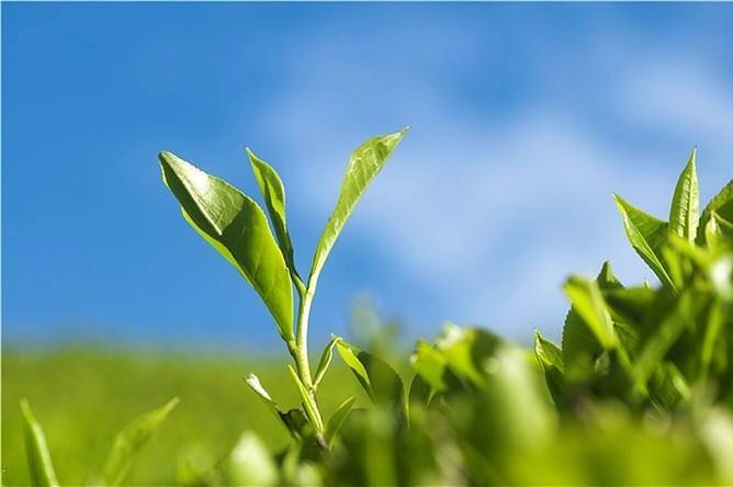 茶叶的变质现在对于大多数人来说都是一个比较头疼的事