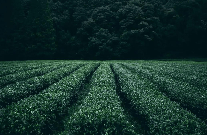 茗酿为您:半杯酿茶香,半杯引甘