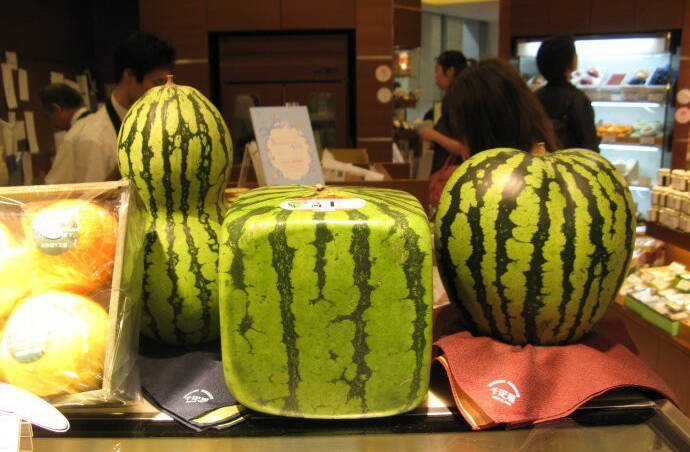 除了方形西瓜,还有爱心形西瓜,葫芦形西瓜,甚至还有苹果形西瓜?