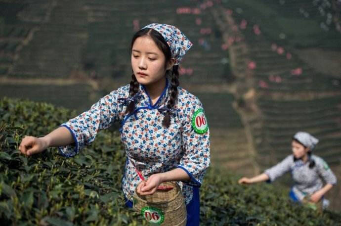 不同时间喝红茶、绿茶、黑茶效果